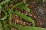 Smooth hawksbeard